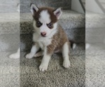 Puppy Dominio Pomsky