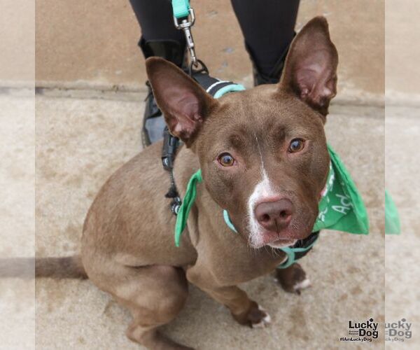Medium Photo #2 Retriever -Unknown Mix Puppy For Sale in Washington, DC, USA