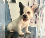 Small Photo #8 French Bulldog Puppy For Sale in RANCHITA, CA, USA