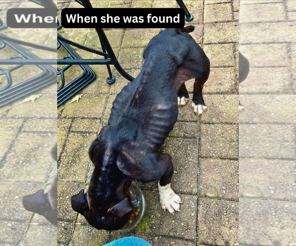 Medium Photo #5 Bulldog-Unknown Mix Puppy For Sale in Calhoun, GA, USA