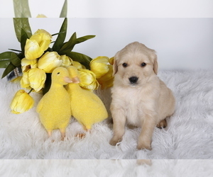 Golden Retriever Puppy for Sale in MC CONNELLSBURG, Pennsylvania USA