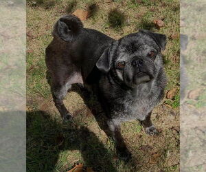 Pug Dogs for adoption in Indianapolis, IN, USA
