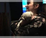 Small Photo #60 Maltese Puppy For Sale in BRKN ARW, OK, USA