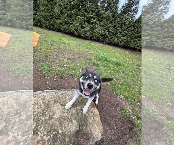 Medium Photo #7 Border Collie-Siberian Husky Mix Puppy For Sale in Cumming, GA, USA