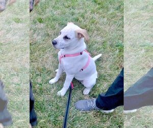 Mutt Dogs for adoption in Germantown, OH, USA