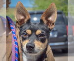 Small Italian Greyhound-Miniature Pinscher Mix