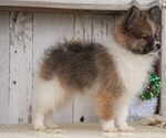 Small Photo #2 Pomeranian Puppy For Sale in FREDERICKSBG, OH, USA