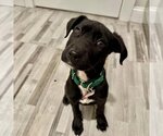 Small Photo #8 Labrador Retriever-Unknown Mix Puppy For Sale in Boston, MA, USA