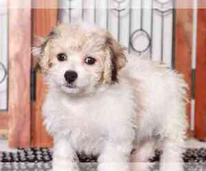Havachon Puppy for sale in NAPLES, FL, USA