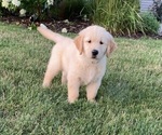 Small Photo #2 Golden Retriever Puppy For Sale in CONGERVILLE, IL, USA
