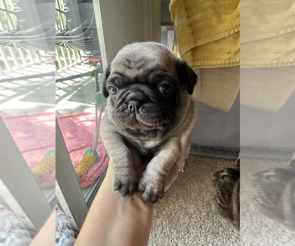 Medium Photo #1 Pug Puppy For Sale in LAKEWOOD RCH, FL, USA
