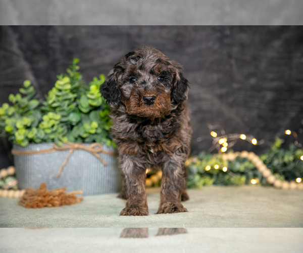Medium Photo #1 Poodle (Miniature) Puppy For Sale in WOLCOTTVILLE, IN, USA