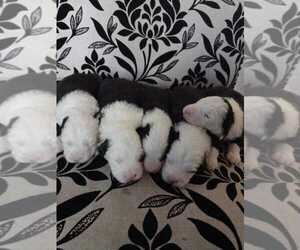 Old English Sheepdog Puppy for sale in FORT SMITH, AR, USA