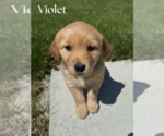 Puppy Violet Golden Labrador