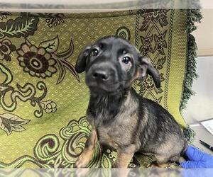 Mutt Dogs for adoption in HESPERIA, CA, USA