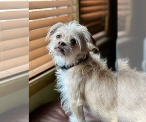 Angel - Female Mutt Dog for Adoption - Photo #2