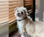 Small #1 Mutt