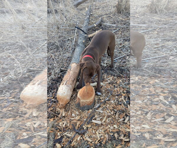 Medium Photo #4 Labrador Retriever-Unknown Mix Puppy For Sale in Wheaton, IL, USA