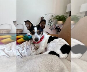 Rat Terrier Dogs for adoption in San Diego, CA, USA