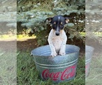 Small #2 Rat Terrier