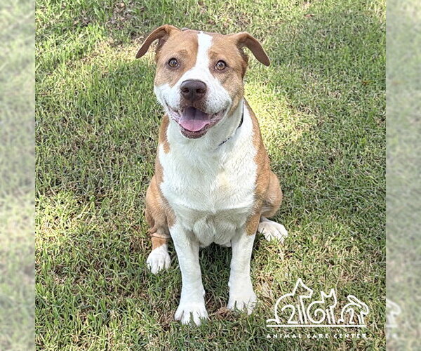 Medium Photo #1 Mutt Puppy For Sale in Irvine, CA, USA