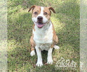 Mutt Dogs for adoption in Irvine, CA, USA