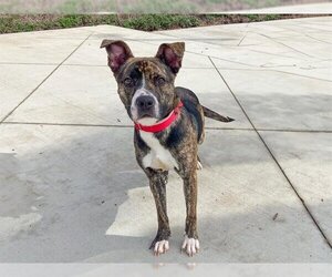 American Pit Bull Terrier-Unknown Mix Dogs for adoption in Orange, CA, USA