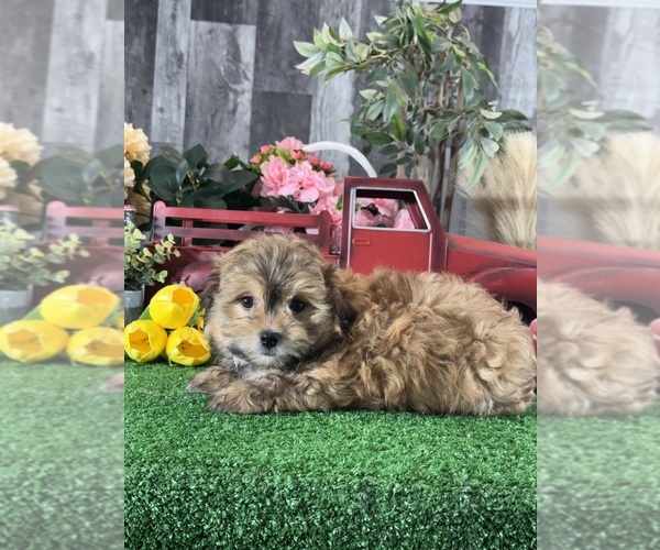 Medium Photo #9 Havanese Puppy For Sale in CANOGA, NY, USA