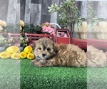 Small #8 Havanese
