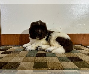 Newfoundland Puppy for sale in ROCKVILLE, IN, USA