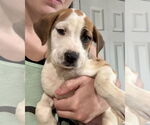 Small #2 Labrador Retriever Mix