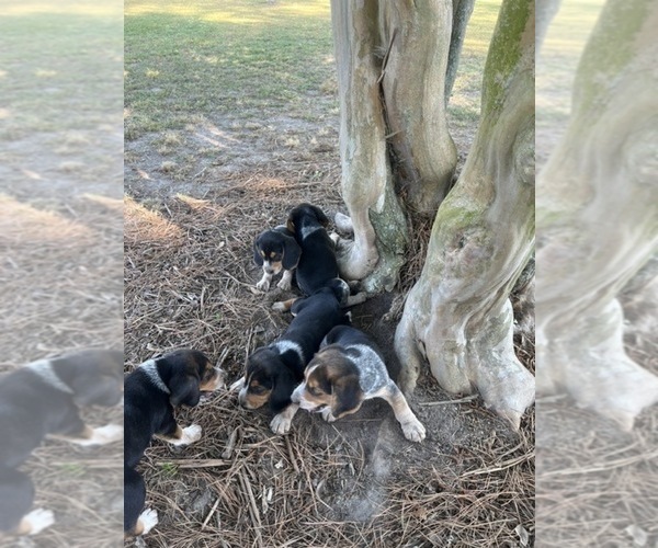 Medium Photo #14 Bluetick Beagle Puppy For Sale in TARBORO, NC, USA