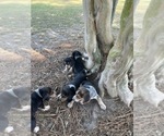 Small #13 Bluetick Beagle