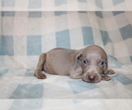 Small #9 Weimaraner