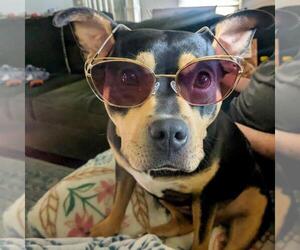 DEBBIE - Female Australian Kelpie-Unknown Mix Dog for Adoption - Photo #2