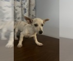 Image preview for Ad Listing. Nickname: Chihuahuas
