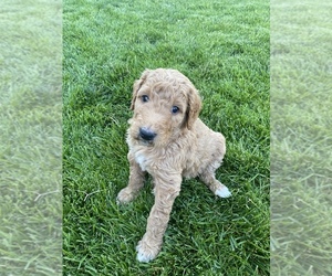 Goldendoodle Dog for Adoption in POST FALLS, Idaho USA
