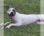 Small #3 American Pit Bull Terrier Mix