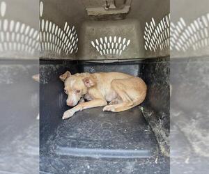Chihuahua-Unknown Mix Dogs for adoption in San Antonio, TX, USA
