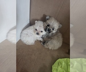 Pomeranian Puppy for sale in RODEO, CA, USA