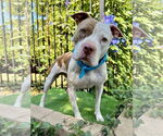 Small #3 American Pit Bull Terrier Mix