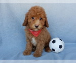 Small #1 Cavapoo
