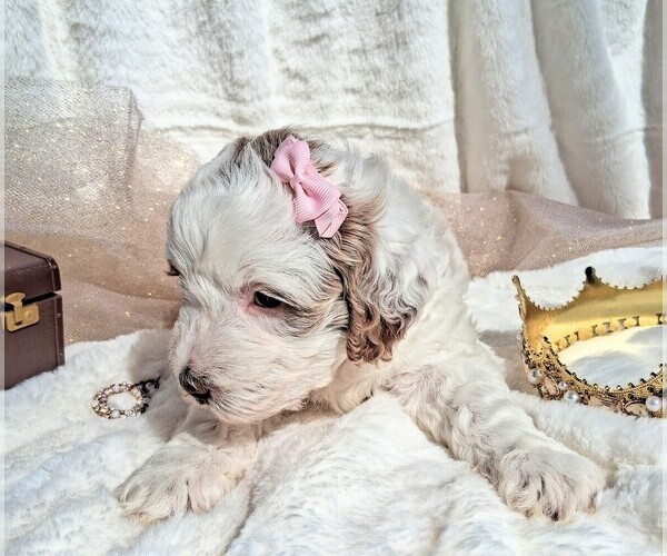 Medium Photo #50 Goldendoodle (Miniature) Puppy For Sale in GASTONIA, NC, USA