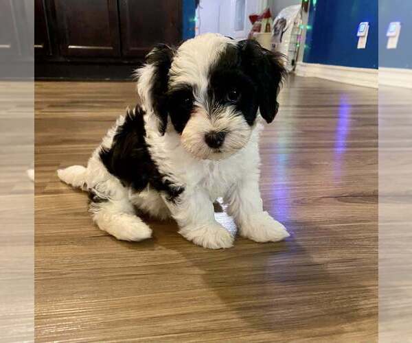 Medium Photo #2 Maltipoo Puppy For Sale in SAN ANTONIO, TX, USA