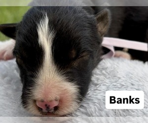 Medium Border Collie