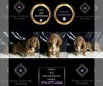 Small Photo #78 Dachshund Puppy For Sale in WARSAW, IN, USA