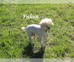 Small #18 Poodle (Toy)
