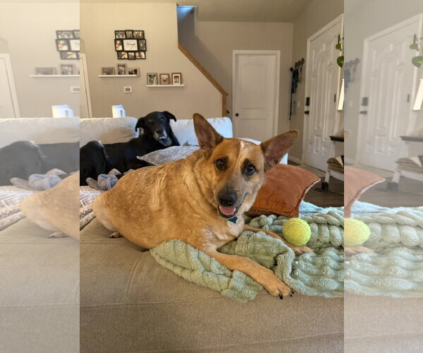 Medium Photo #1 Texas Heeler Puppy For Sale in McKinney, TX, USA