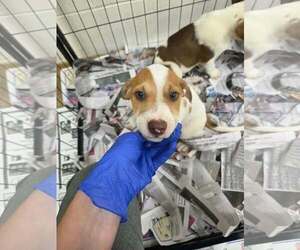 Labrador Retriever-Unknown Mix Dogs for adoption in SHERBURNE, NY, USA