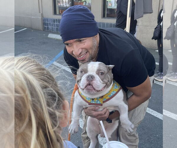 Medium Photo #4 American Staffordshire Terrier-Bulldog Mix Puppy For Sale in Berkeley, CA, USA